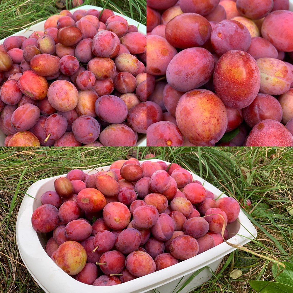 plum 'Victoria'