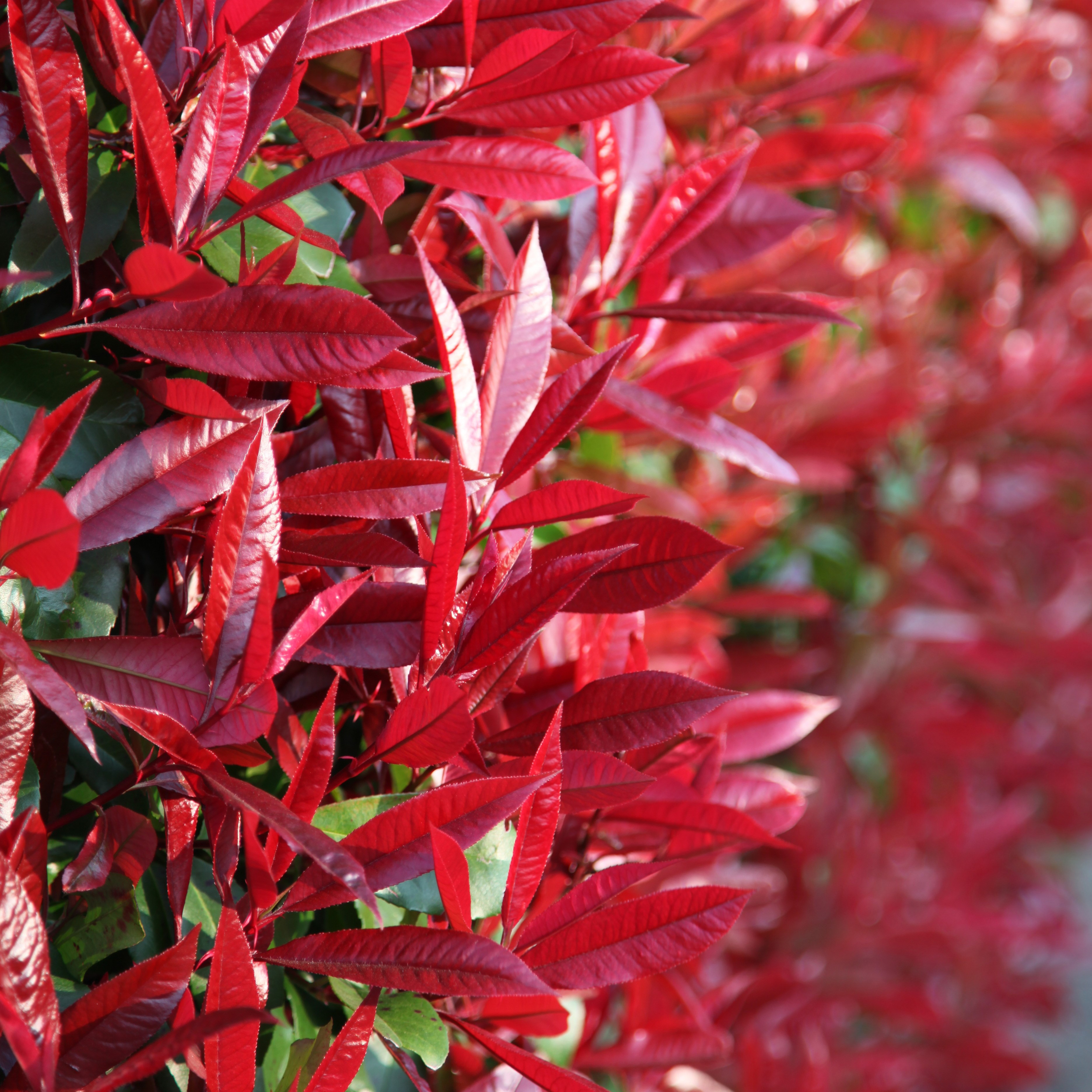 <i>Photinia</i> × <i>fraseri</i> 'Red Robin'