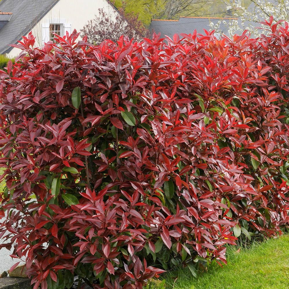 <i>Photinia</i> × <i>fraseri</i> 'Red Robin'