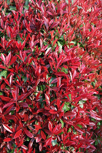 <i>Photinia</i> × <i>fraseri</i> 'Red Robin'