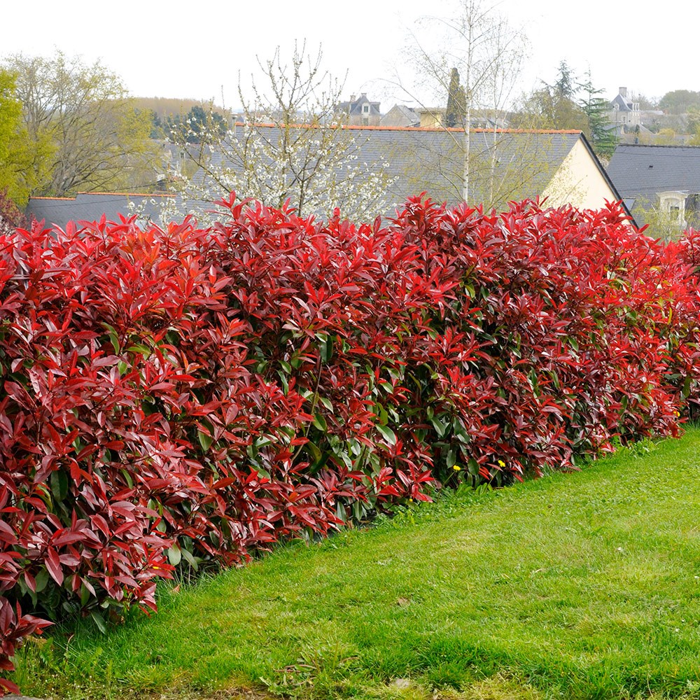 <i>Photinia</i> × <i>fraseri</i> 'Red Robin'
