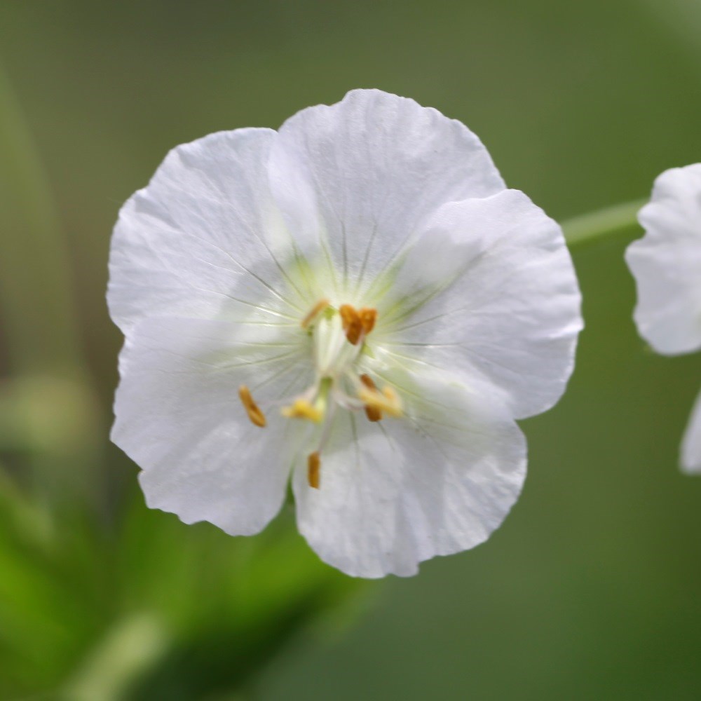 <i>Geranium phaeum</i> 'Album'
