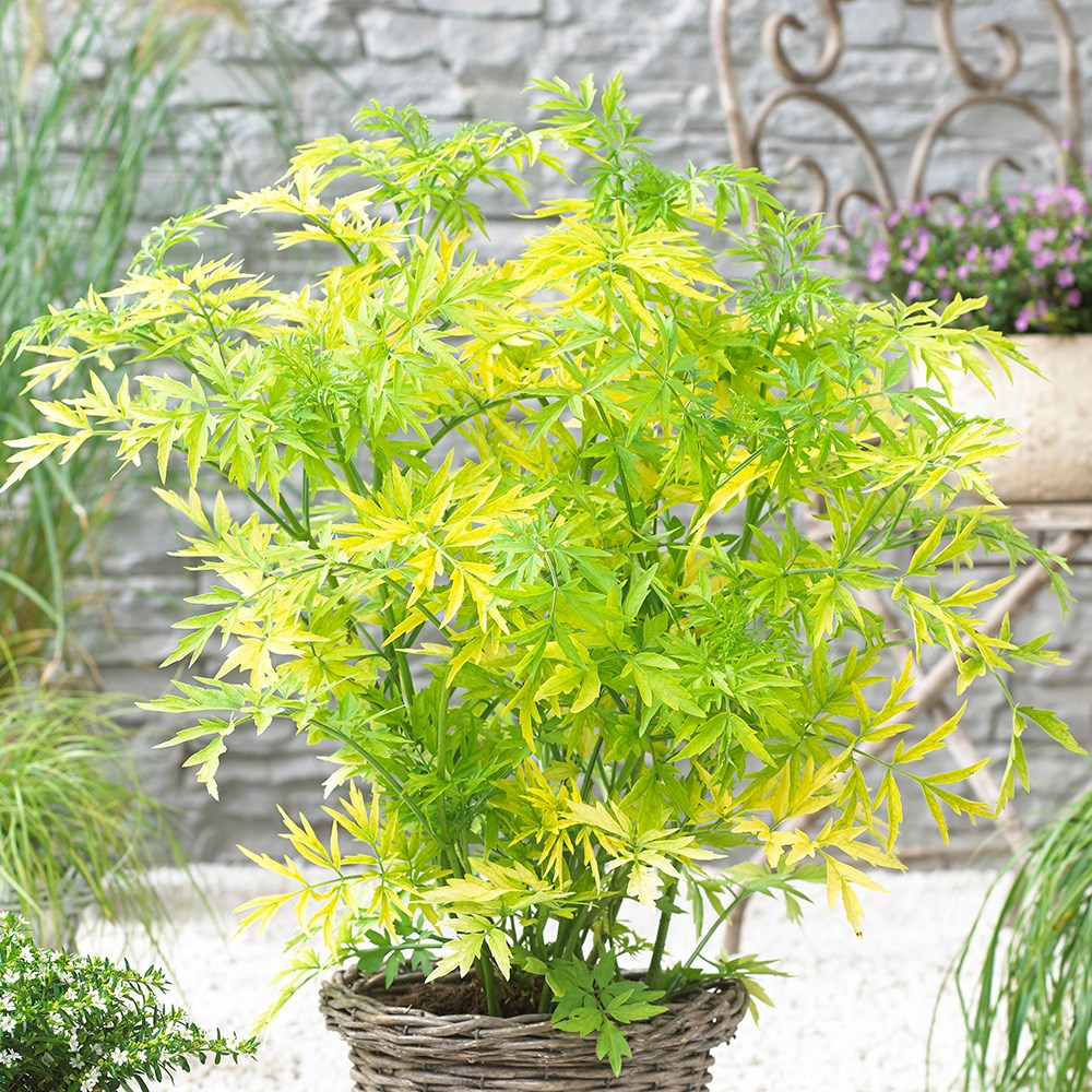 <i>Sambucus nigra</i> <b class=small-caps>Golden Tower</b> ('Jdeboer001') (PBR)