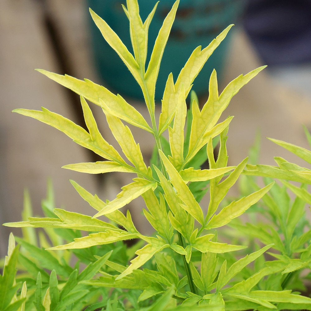 <i>Sambucus nigra</i> <b class=small-caps>Golden Tower</b> ('Jdeboer001') (PBR)