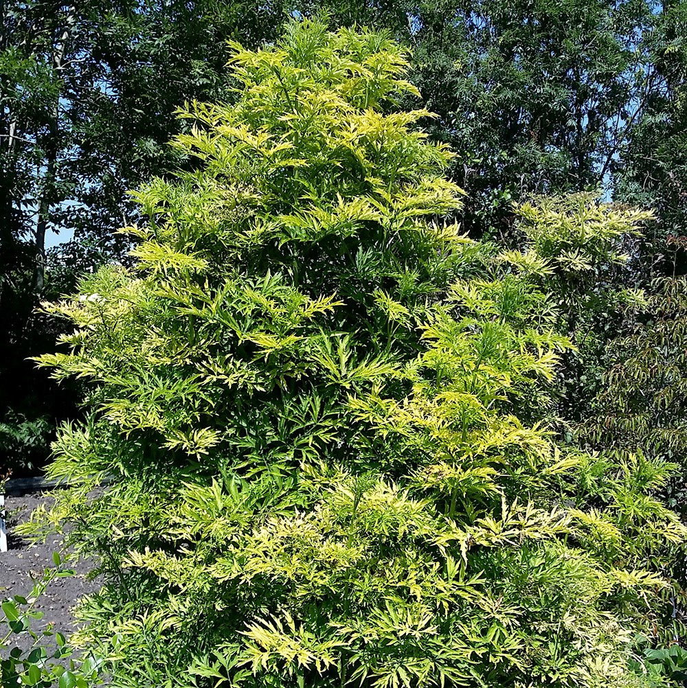 <i>Sambucus nigra</i> <b class=small-caps>Golden Tower</b> ('Jdeboer001') (PBR)