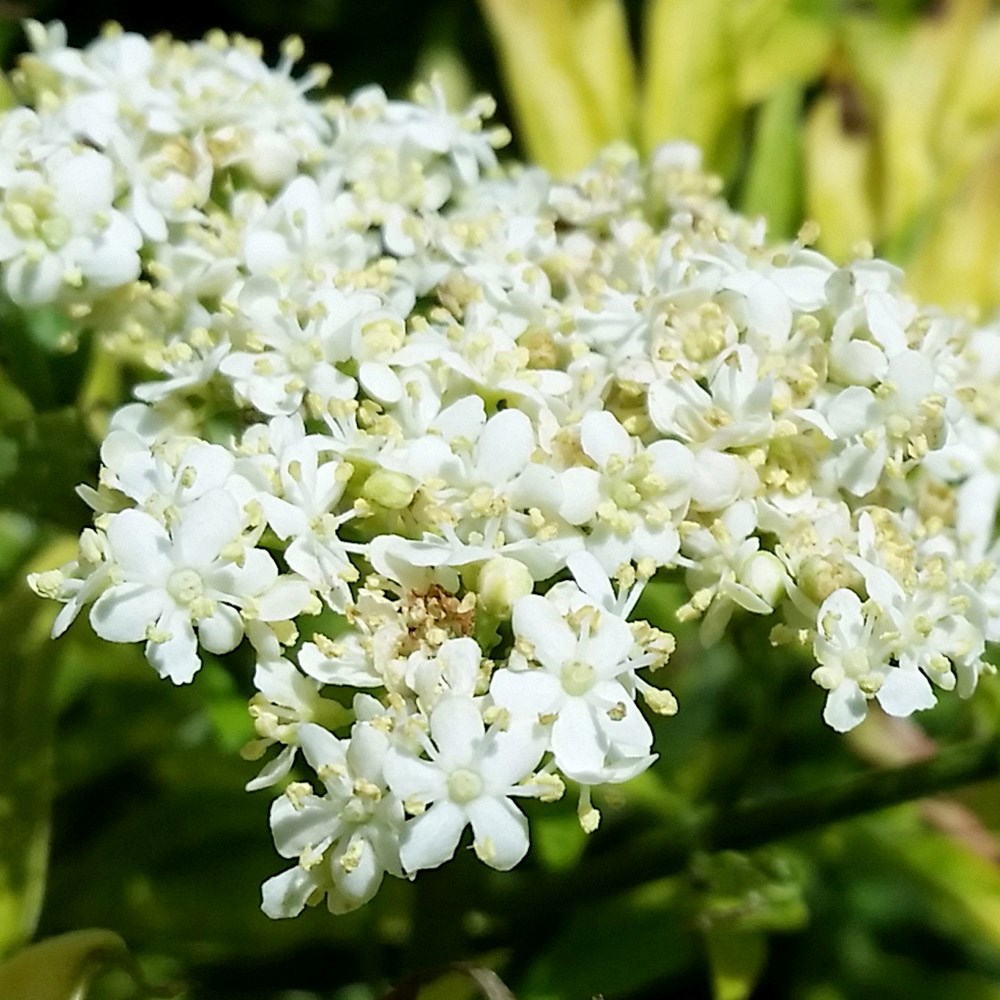 <i>Sambucus nigra</i> <b class=small-caps>Golden Tower</b> ('Jdeboer001') (PBR)