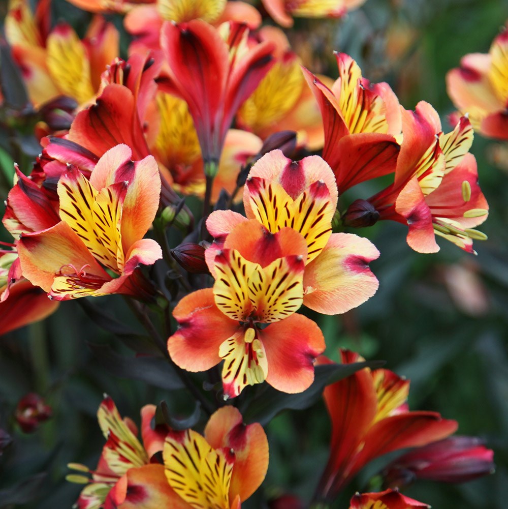 <i>Alstroemeria</i> <b class=small-caps>Indian Summer</b> ('Tesronto') (PBR) (Summer Paradise Series)