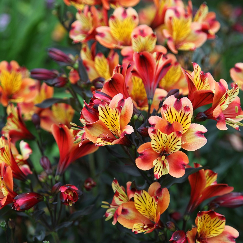 <i>Alstroemeria</i> <b class=small-caps>Indian Summer</b> ('Tesronto') (PBR) (Summer Paradise Series)
