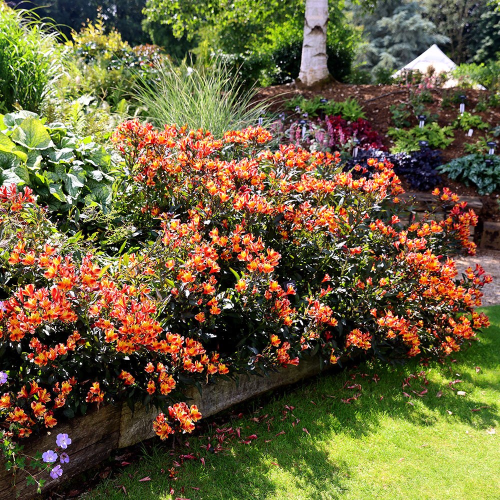 <i>Alstroemeria</i> <b class=small-caps>Indian Summer</b> ('Tesronto') (PBR) (Summer Paradise Series)