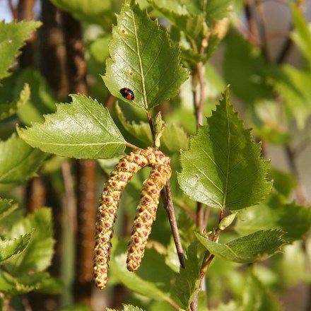 Betula pendula subsp. pendula Fastigiata Joes ('Jolep 1')