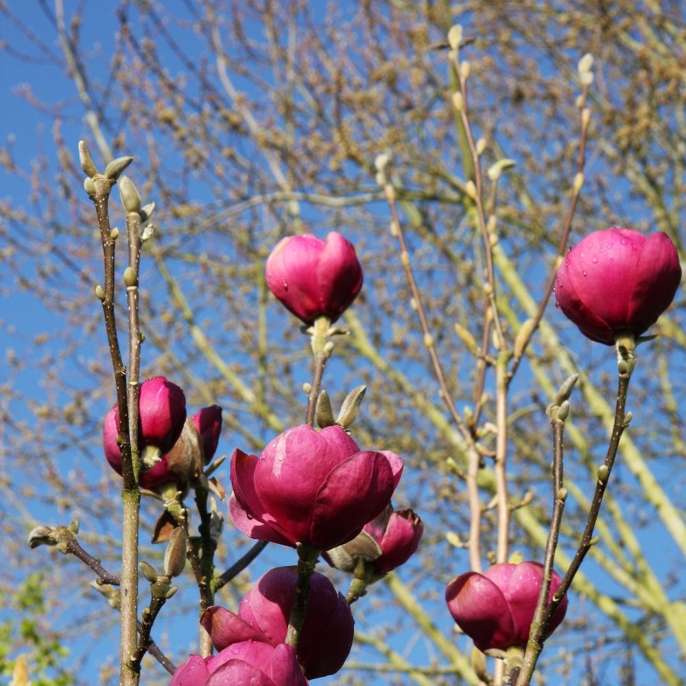 <i>Magnolia</i> <b class=small-caps>Black Tulip</b> ('Jurmag1') (PBR)