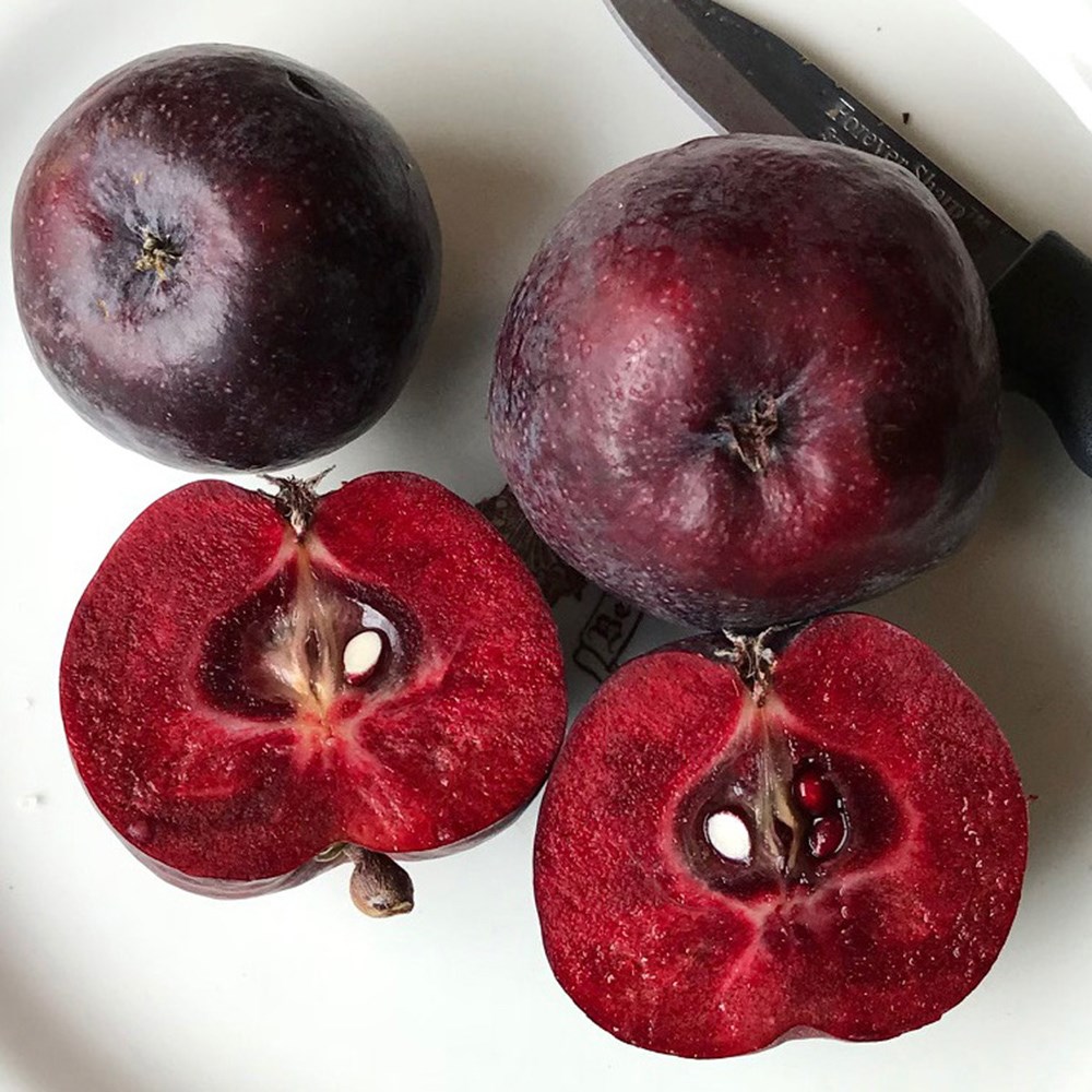 <i>Malus</i> 'Roberts Crab'