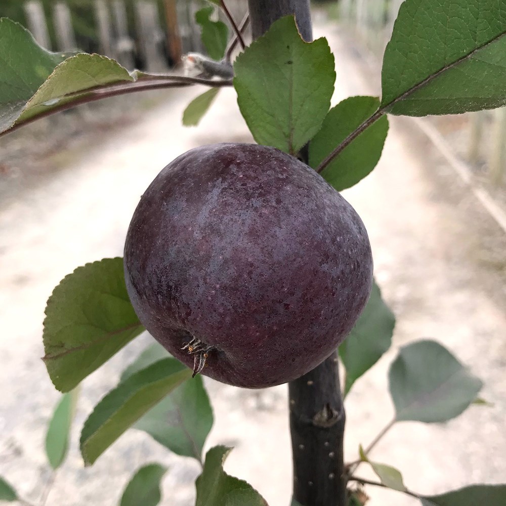 <i>Malus</i> 'Roberts Crab'