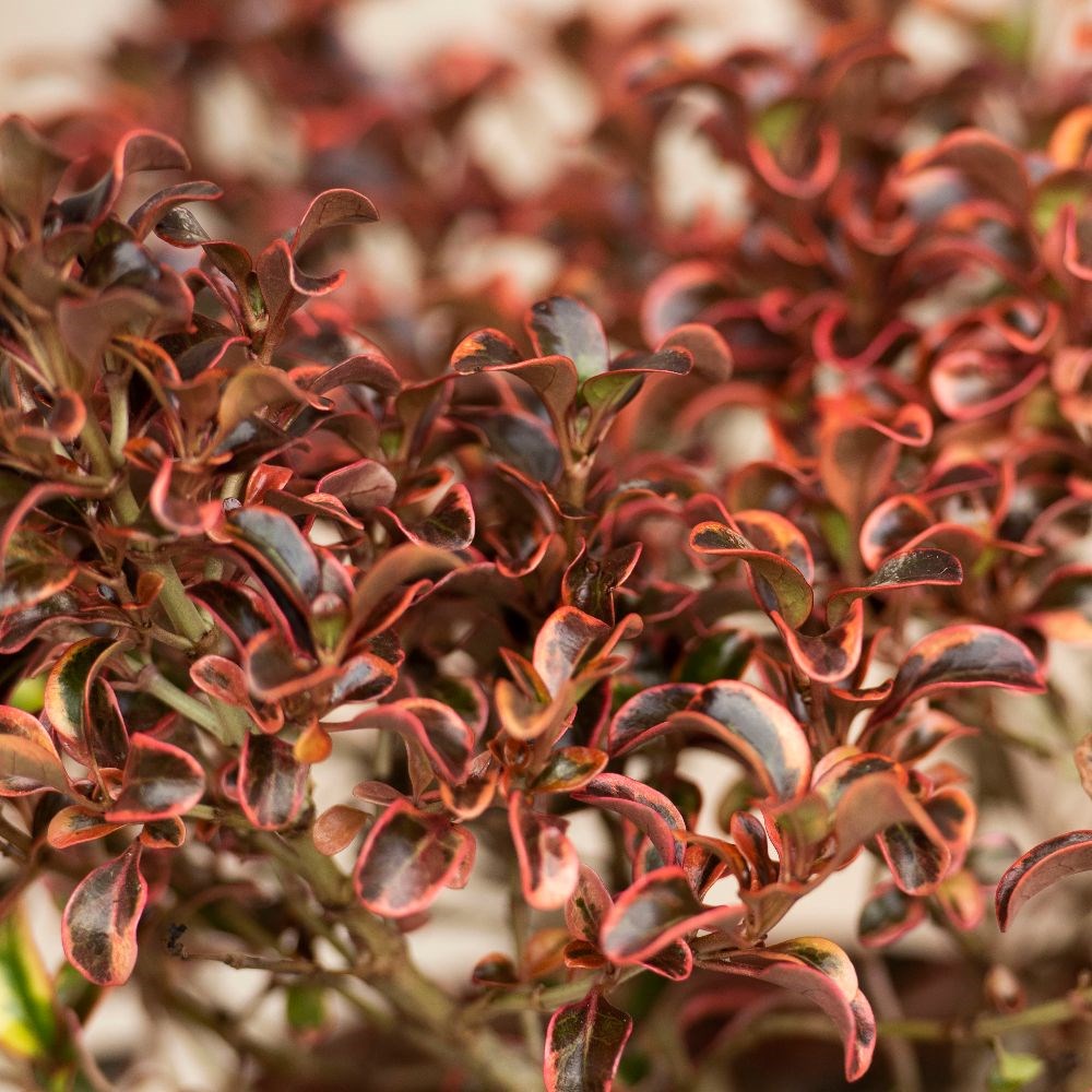 <i>Coprosma</i> 'Inferno' (PBR)