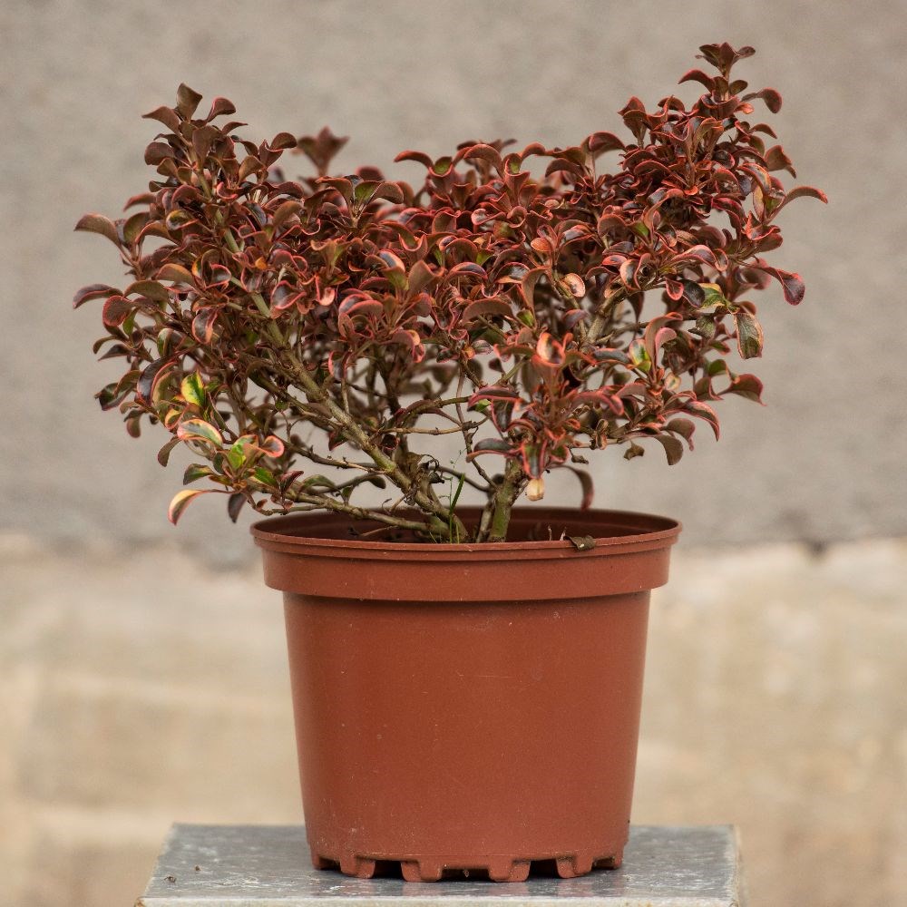 <i>Coprosma</i> 'Inferno' (PBR)
