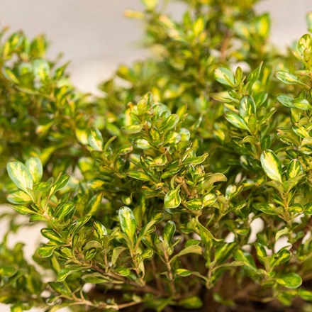 Coprosma Lemon and Lime (PBR)