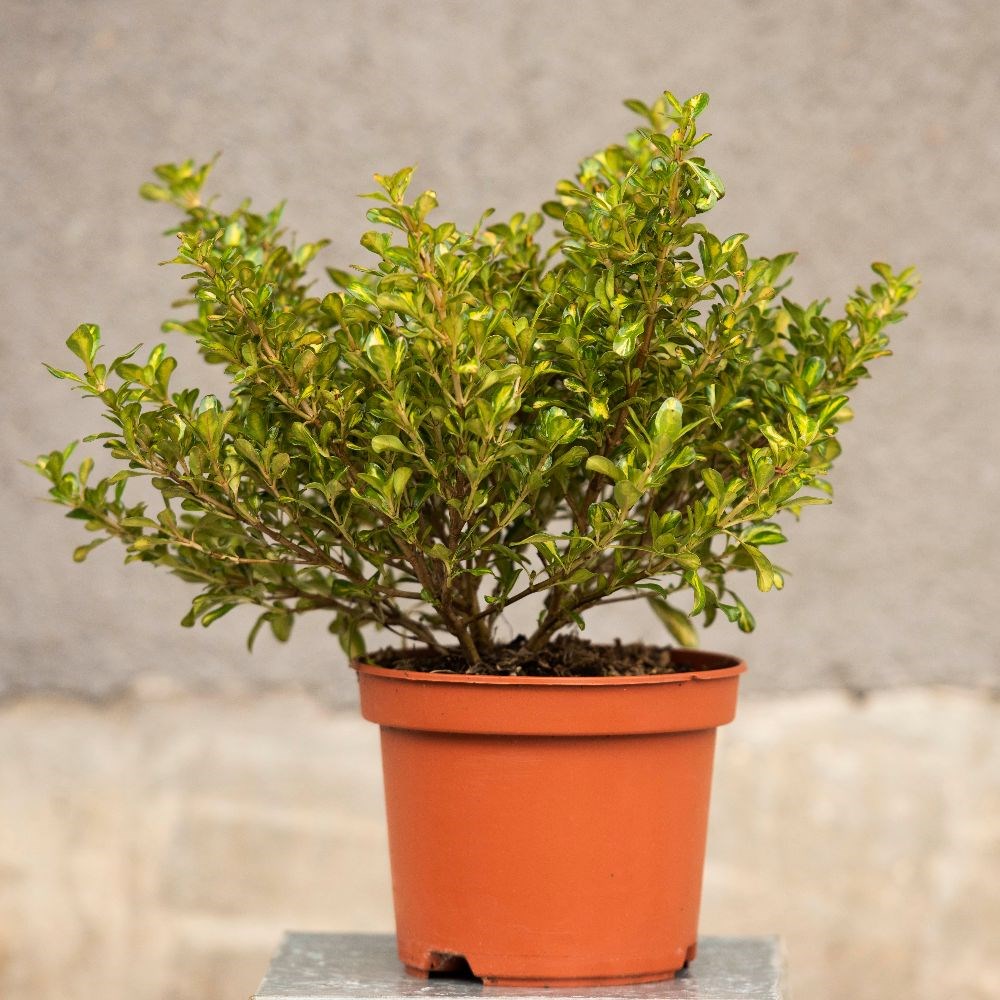 <i>Coprosma</i> 'Lemon and Lime' (PBR)
