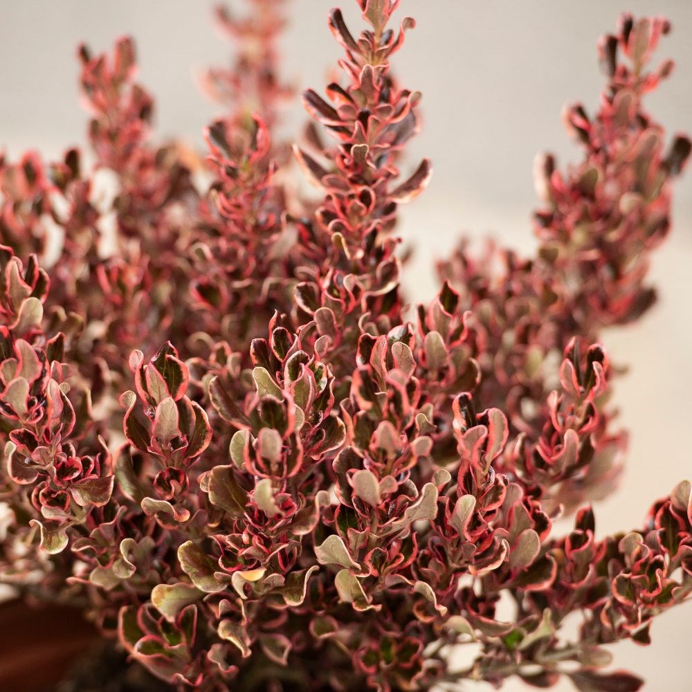 <i>Coprosma repens</i> 'Pacific Dawn'