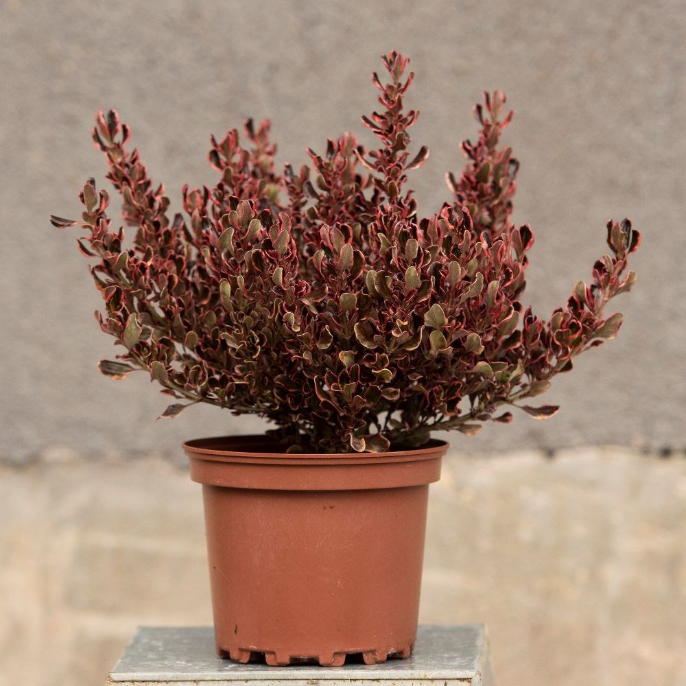 <i>Coprosma repens</i> 'Pacific Dawn'