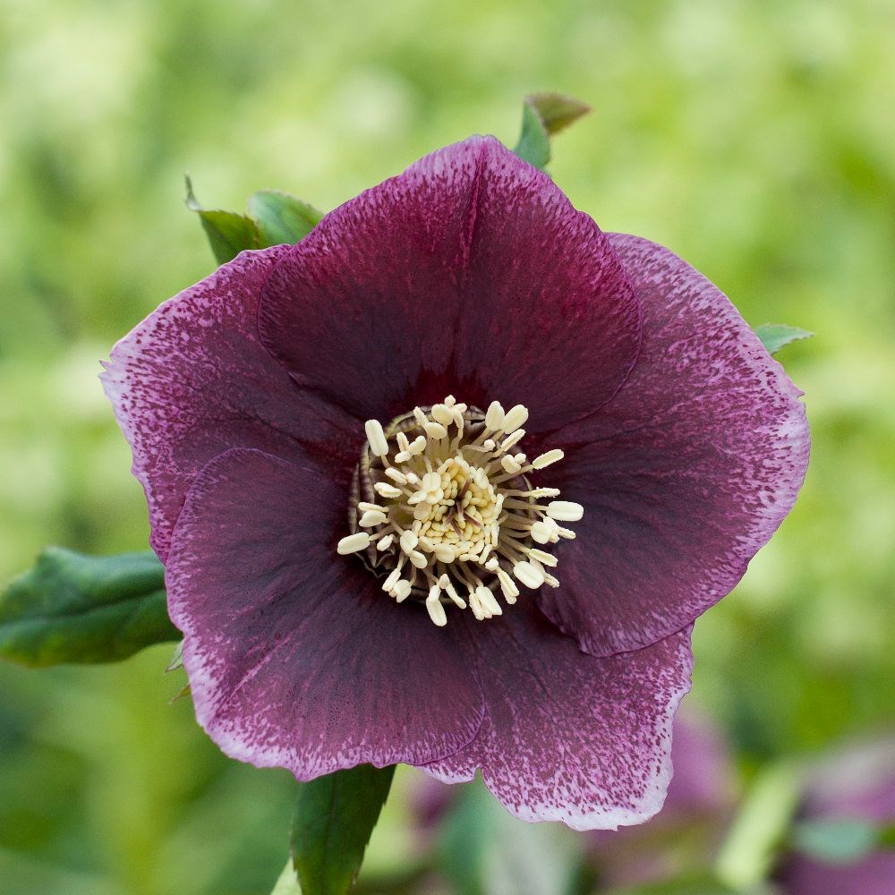 <i>Helleborus</i> × <i>hybridus</i> Harvington dusky