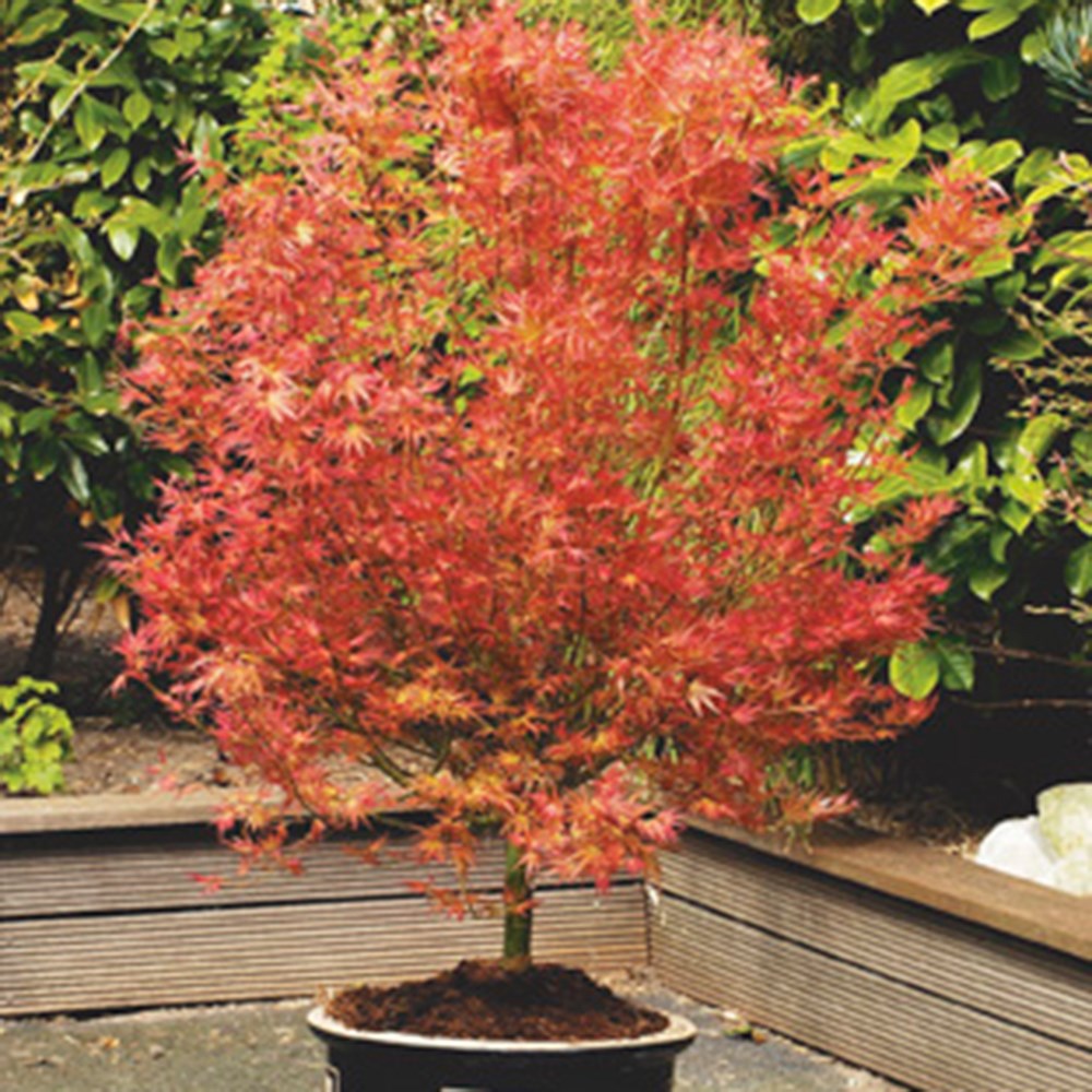 <i>Acer palmatum</i> 'Wilson's Pink Dwarf'