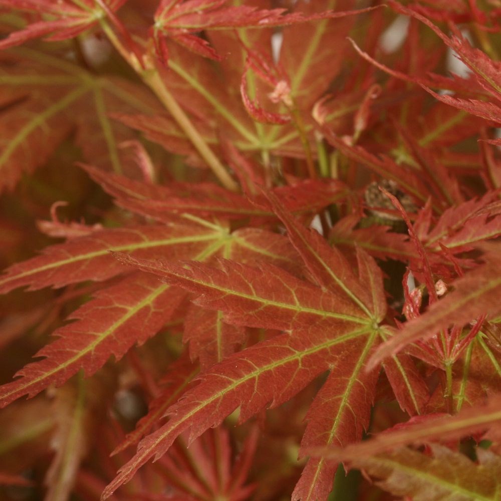<i>Acer palmatum</i> 'Wilson's Pink Dwarf'