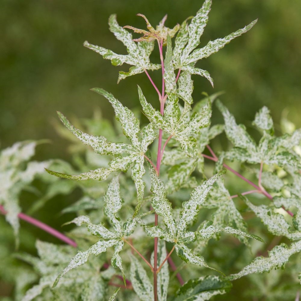 <i>Acer palmatum</i> 'Uki-gumo'