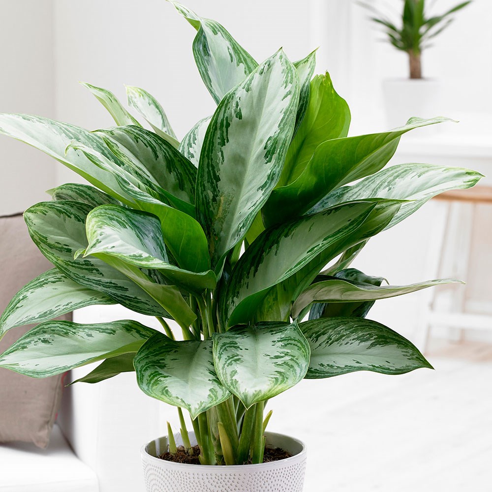 <I>Aglaonema</i> 'Jubilee Compacta' (PBR)