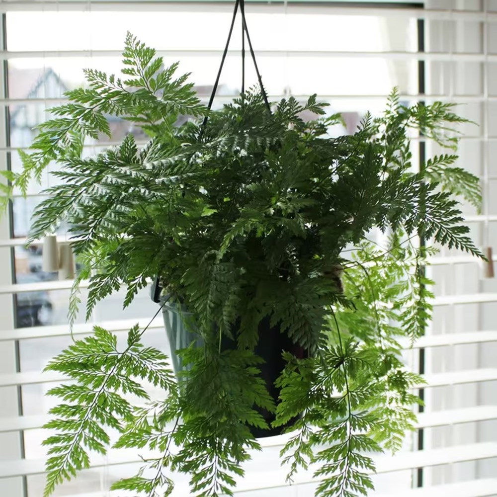 <i>Humata tyermanii</i> 'Bunny'