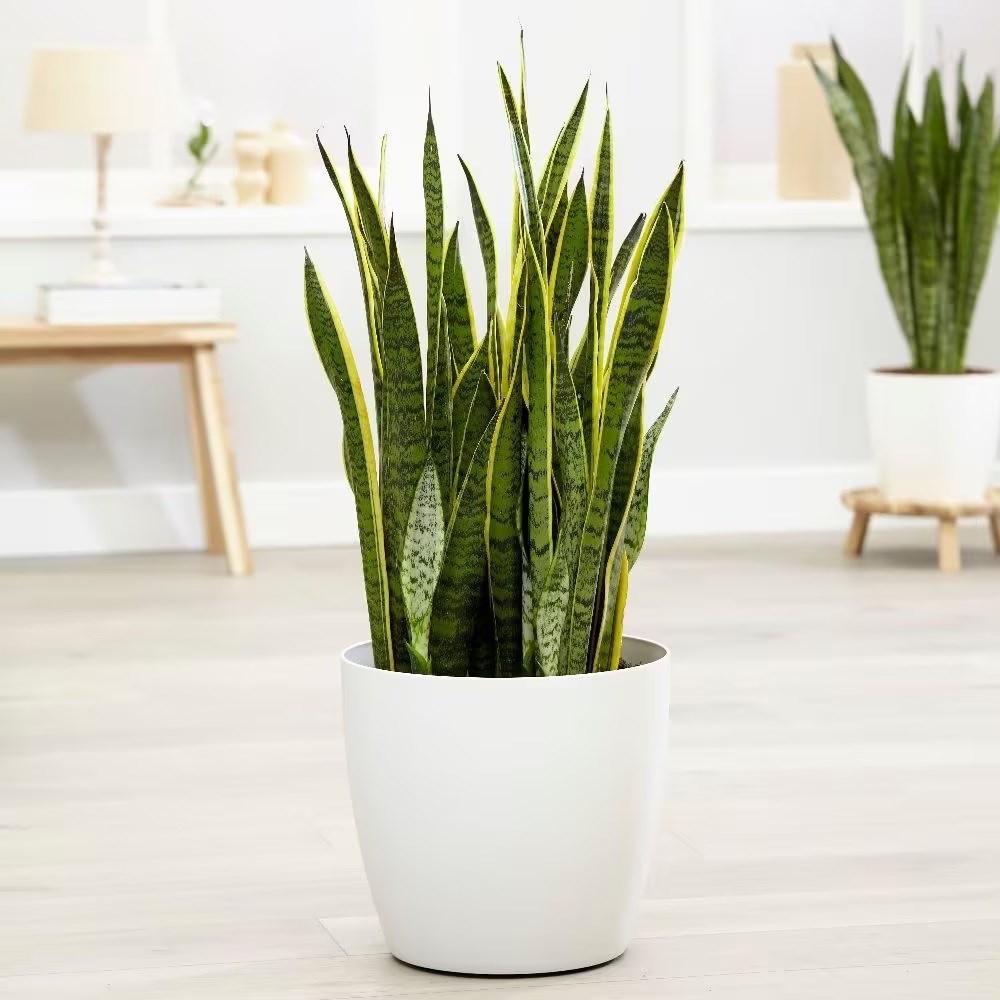 <i>Sansevieria trifasciata</i> var. <i>laurentii</i> | Houseplant