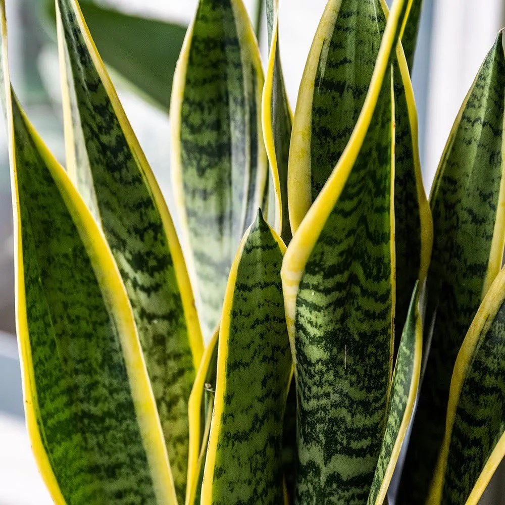 <i>Sansevieria trifasciata</i> var. <i>laurentii</i> | Houseplant