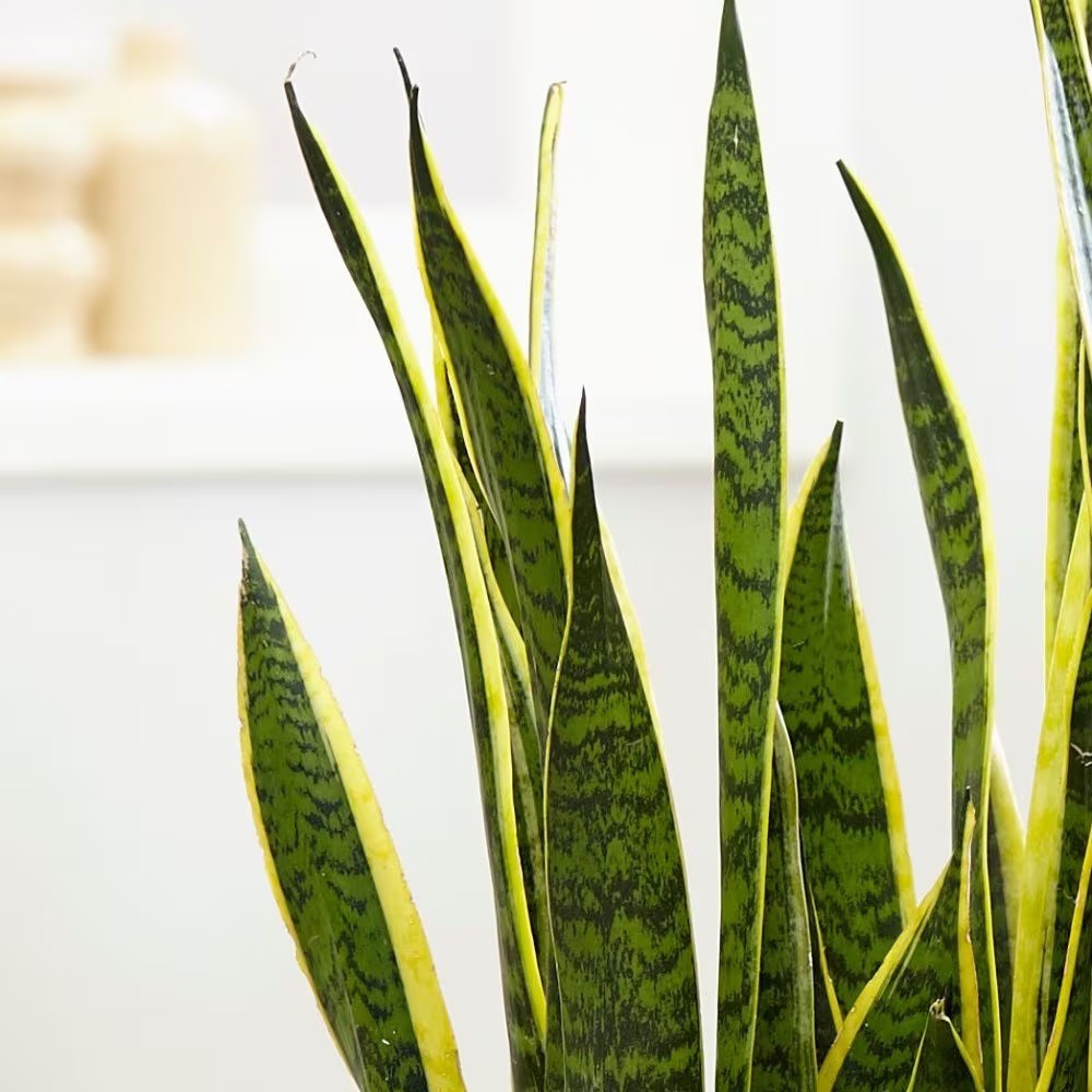 <i>Sansevieria trifasciata</i> var. <i>laurentii</i> | Houseplant