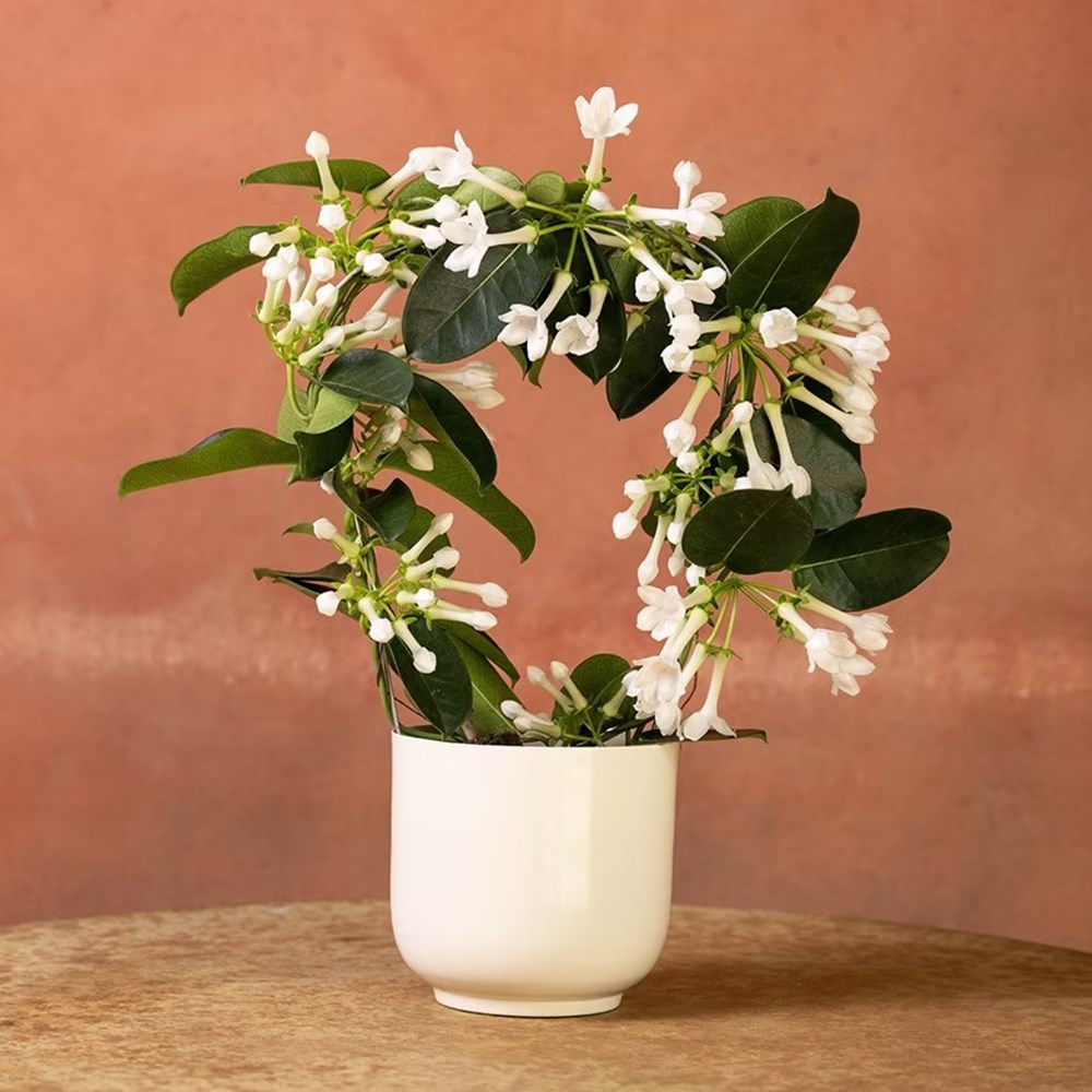 <i>Stephanotis floribunda</i> | Houseplant