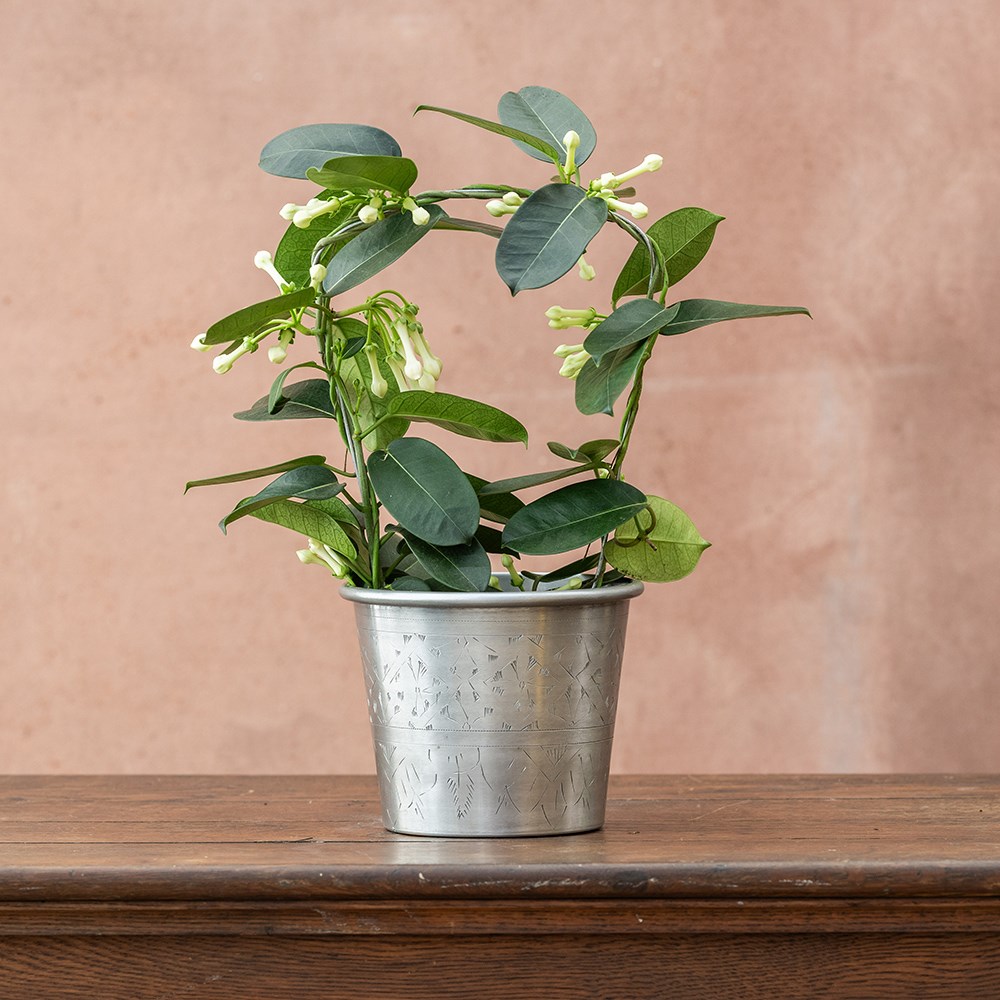 <i>Stephanotis floribunda</i> | Houseplant