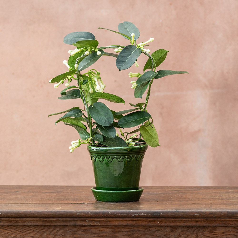 <i>Stephanotis floribunda</i> | Houseplant