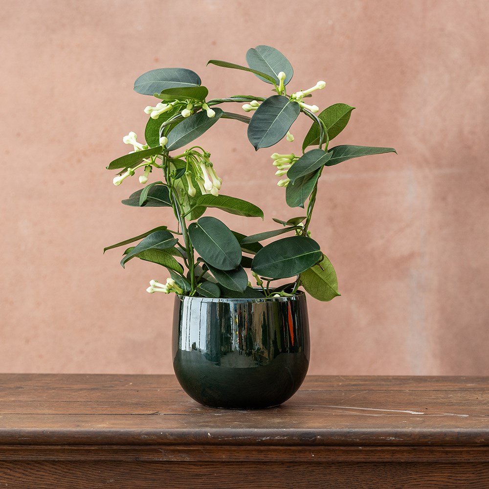 <i>Stephanotis floribunda</i> | Houseplant