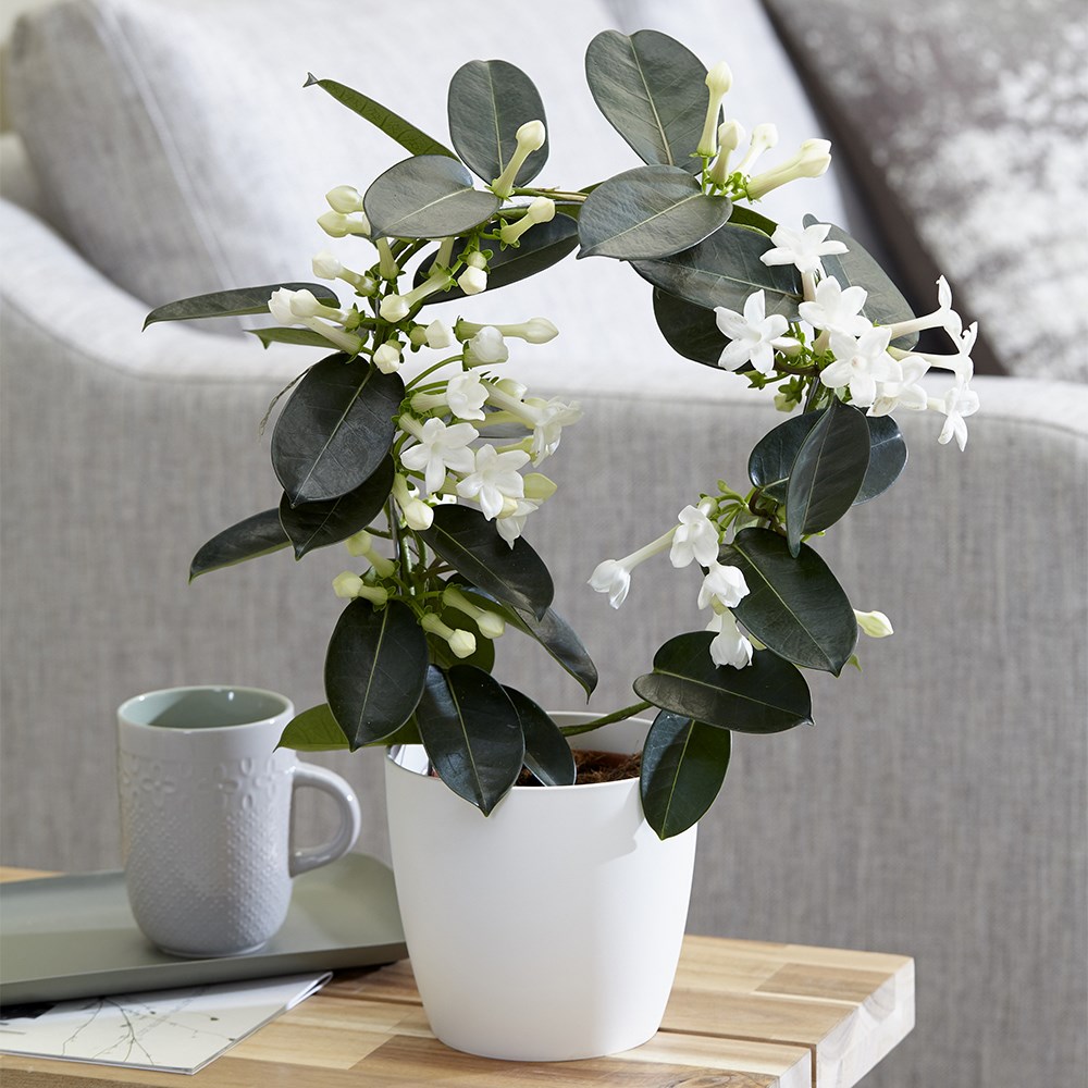 <i>Stephanotis floribunda</i> | Houseplant