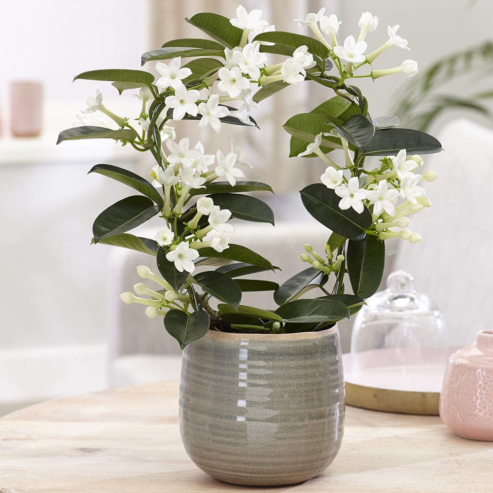 <i>Stephanotis floribunda</i> | Houseplant