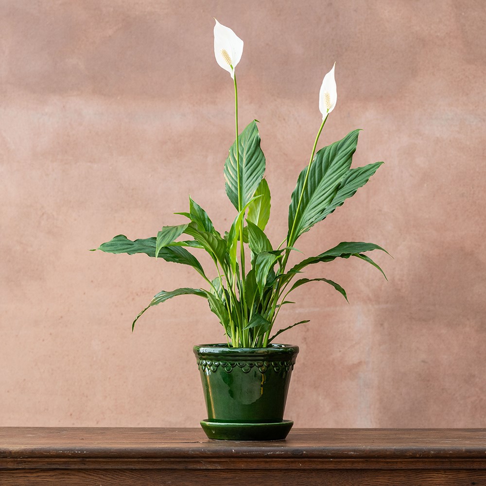 Spathiphyllum wallisii Bellini | Houseplant