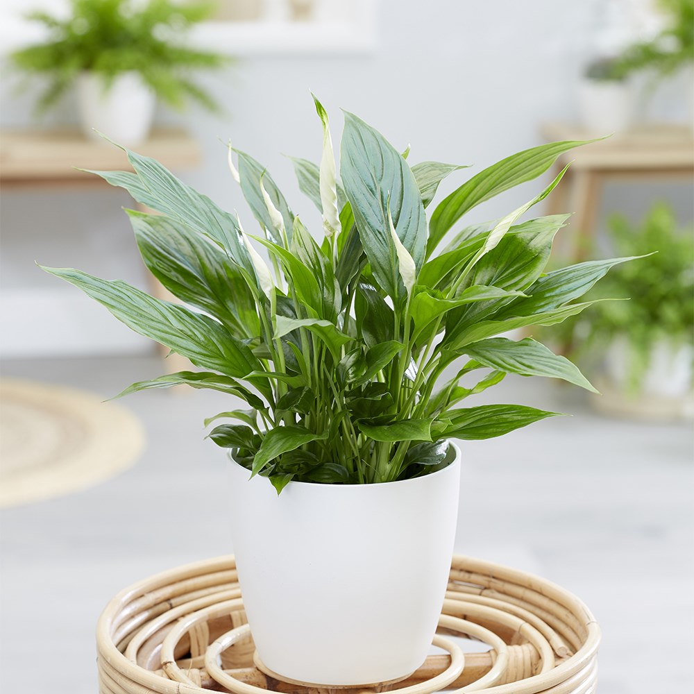 Spathiphyllum wallisii Bellini | Houseplant