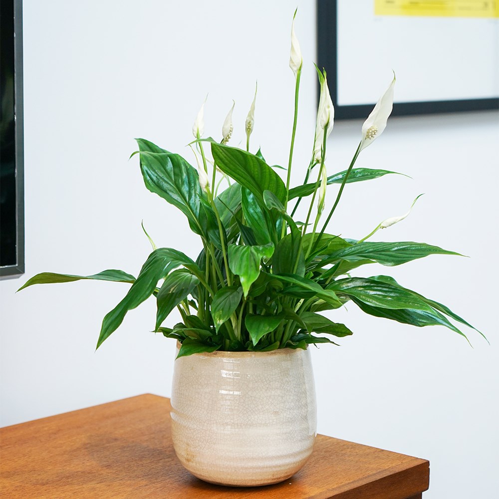 Spathiphyllum wallisii Bellini | Houseplant