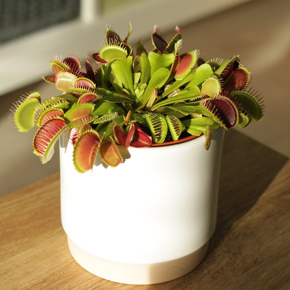 Venus fly trap