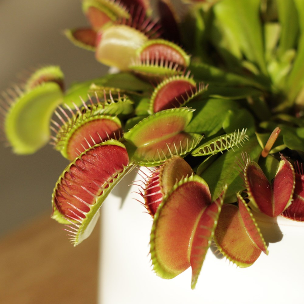 Venus fly trap