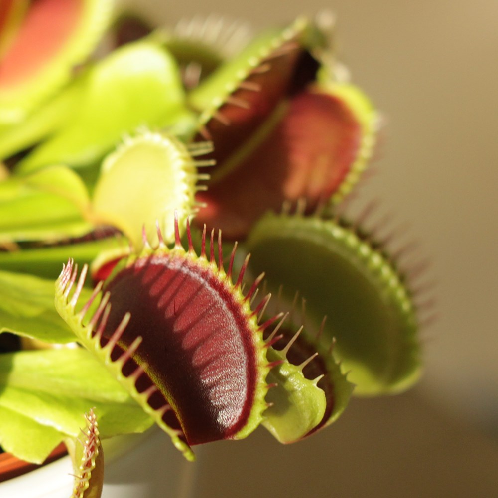 Venus fly trap