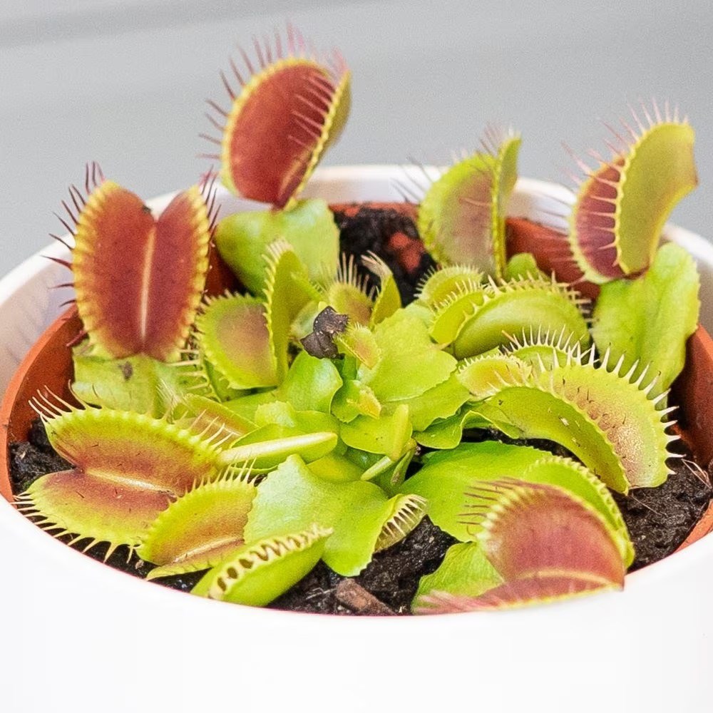 Venus fly trap