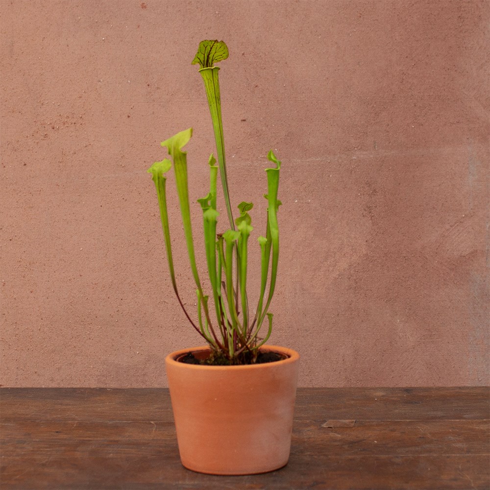 <i>Sarracenia flava</i> 'Redneck'