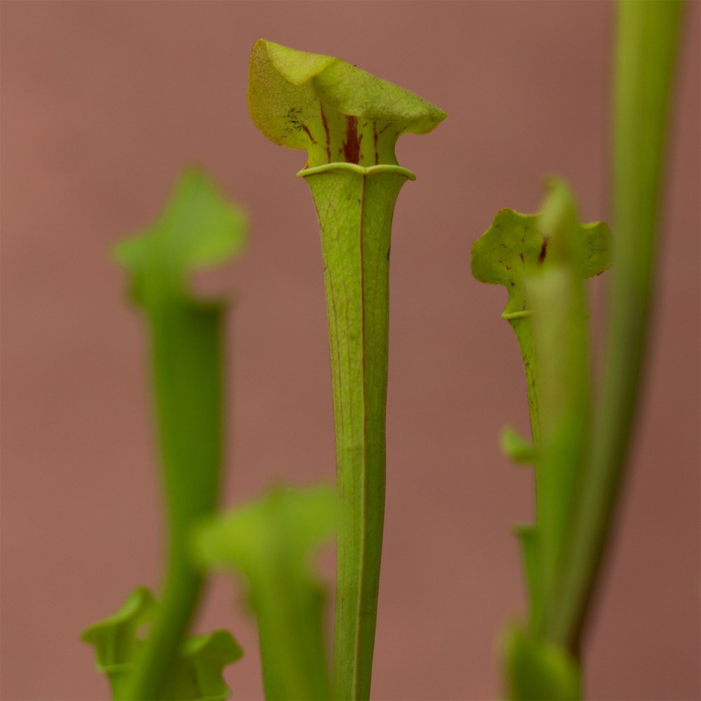 <i>Sarracenia flava</i> 'Redneck'