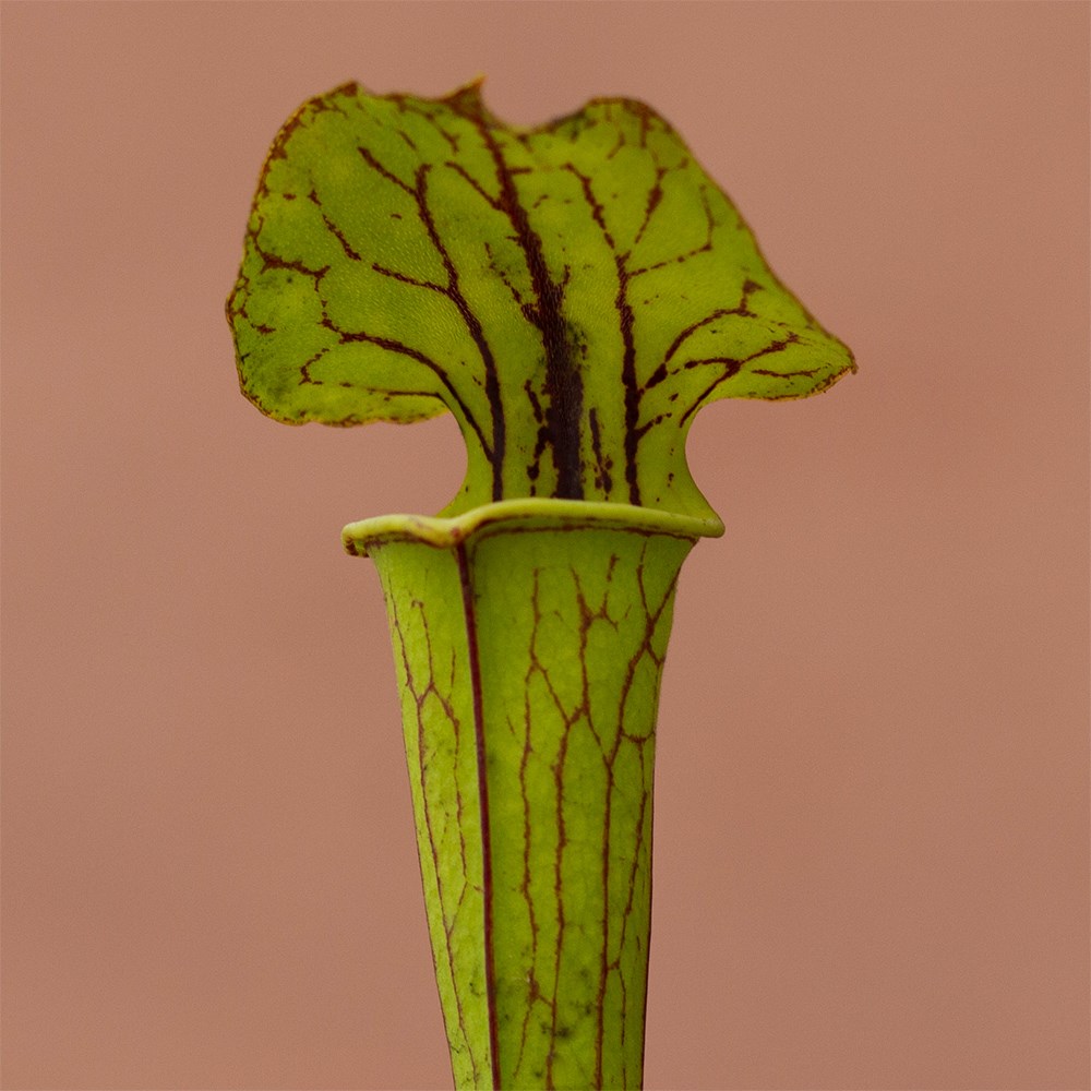 <i>Sarracenia flava</i> 'Redneck'
