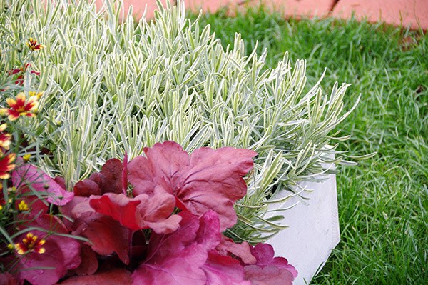 <I>Lavandula</i> × <i>intermedia</i> <b class=small-caps>Platinum Blonde</b> ('Momparler') (PBR)