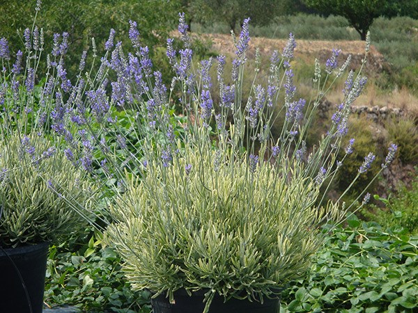 <I>Lavandula</i> × <i>intermedia</i> <b class=small-caps>Platinum Blonde</b> ('Momparler') (PBR)